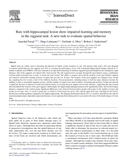 Rats with hippocampal lesion show impaired learning and memory