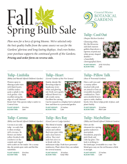 Spring Bulb Sale Tulip–Cool Out - Coastal Maine Botanical Gardens
