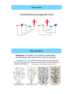 Understanding phylogenetic trees