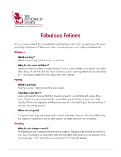 Fabulous Felines - Anti