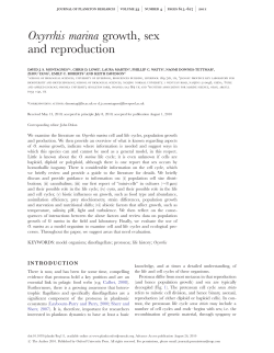 Oxyrrhis marina growth, sex and reproduction