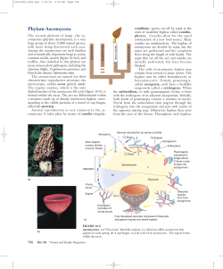 Phylum Ascomycota