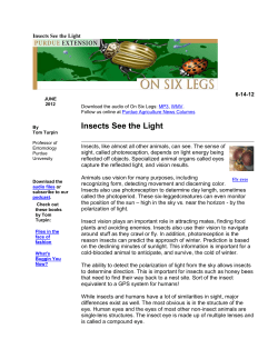 Insects See the Light