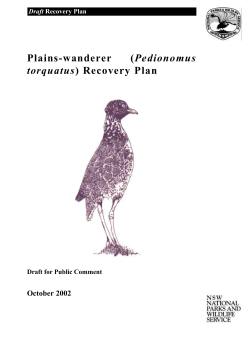 Plains-wanderer - draft recovery plan (PDF - 1.4MB)