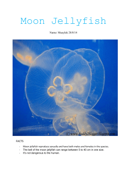 Moon Jellyfish - Muaylek`s e