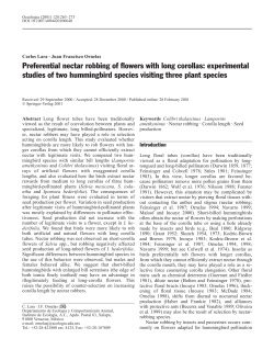 Preferential nectar robbing of flowers with long corollas