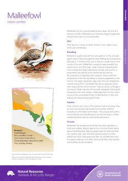 Malleefowl - Natural Resources South Australia