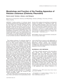 Morphology and function of the feeding apparatus of Pelusios