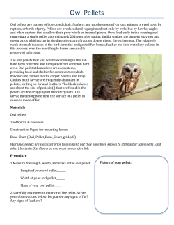 Owl Pellets