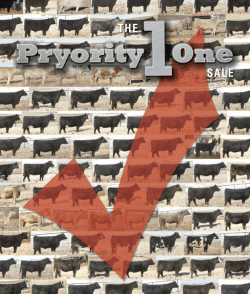 THE SALE - Pryor Show Cattle