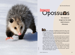 Awesome Opossums