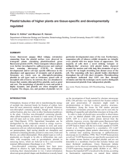 Plastid and stromule morphology - Journal of Cell Science