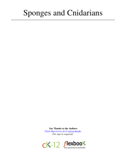 Sponges and Cnidarians