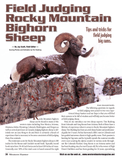 Field Judging Rocky Mountain Bighorn Sheep