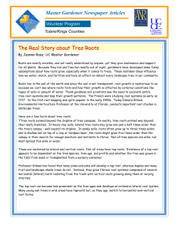 Master Gardener Newspaper Articles The Real Story about Tree Roots
