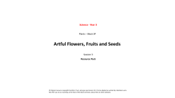 Artful Flowers, Fruits and Seeds
