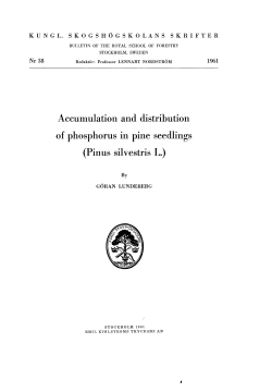 Accumulation and distribution of phosphorus in pine seedlings