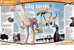 Big birds - News.com.au