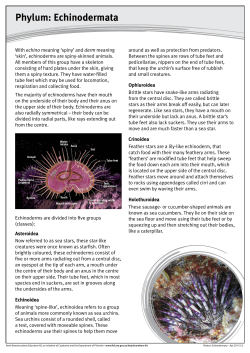 Echinodermata - Perth Beachcombers Education Kit