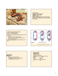 Characteristics 1) Legs: Except caecilians 2) Lungs: Larva&rarr;Gills