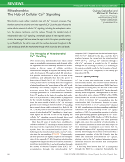 Mitochondria: The Hub of Cellular Ca2+ Signaling