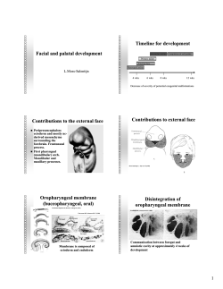 Facial and palatal development Timeline for development