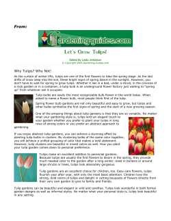 Let`s Grow Tulips!