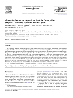Geoemyda silvatica, an enigmatic turtle of the Geoemydidae