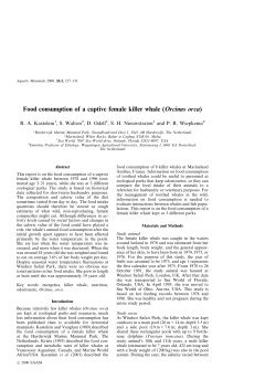 Food consumption of a captive female killer whale