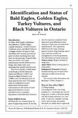 Identification and Status of Bald Eagles, Golden Eagles, Turkey