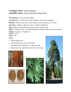 Giant Sequoia Scientific Name - Hood River Soil and Water