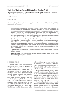 Fruit flies (Diptera: Drosophilidae) of the Russian Arctic