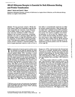 180-kD Ribosome Receptor is Essential for Both Ribosome Binding