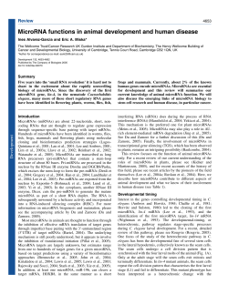 MicroRNA functions in animal development and human