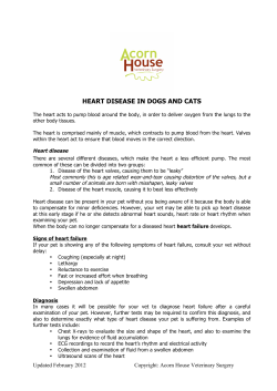 heart disease in dogs and cats