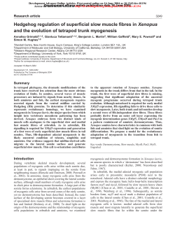 Hedgehog regulation of superficial slow muscle