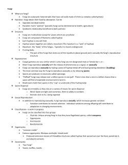 fungi notes