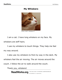 My Whiskers - Covington Independent Public Schools