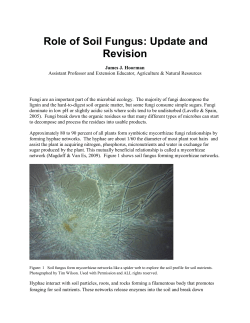 Role of Soil Fungus: Update and Revision