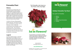 Poinsettia Plant - 1st in Flowers!
