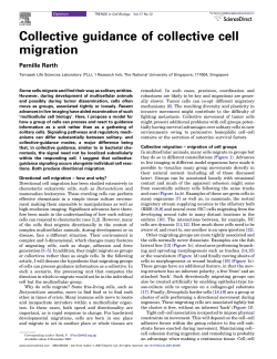 Collective guidance of collective cell migration