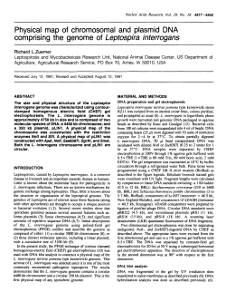 Physical map of chromosomal and plasmid DNA comprising the