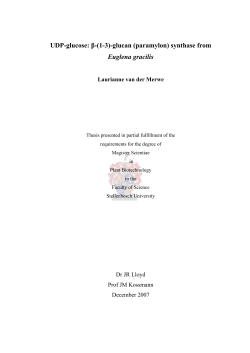 Euglena gracilis - Stellenbosch University