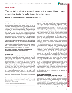 The septation initiation network controls the assembly of nodes