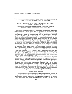 Gastrotheca riobambae