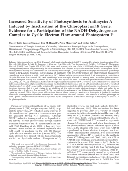 Increased Sensitivity of Photosynthesis to