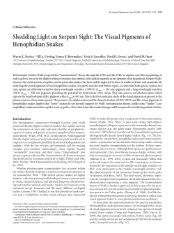 Shedding Light on Serpent Sight: The Visual Pigments of