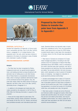 Polar bear - International Fund for Animal Welfare