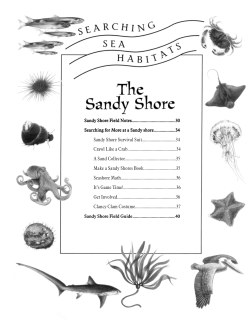 Sandy Shore - Monterey Bay Aquarium