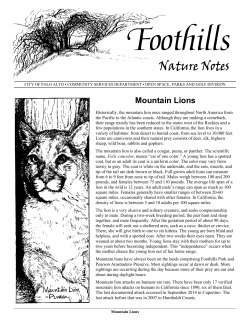 mountain lion - City of Palo Alto